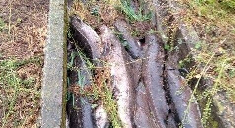 Furto nella notte a Goito: rubati storioni, 10 quintali trovati morti in un canale