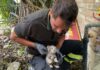 Gattini intrappolati nel muro del contatore del gas: salvati dai Vigili del Fuoco a San Giacomo delle Segnate