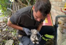 Gattini intrappolati nel muro del contatore del gas: salvati dai Vigili del Fuoco a San Giacomo delle Segnate