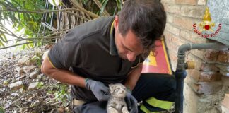 Gattini intrappolati nel muro del contatore del gas: salvati dai Vigili del Fuoco a San Giacomo delle Segnate