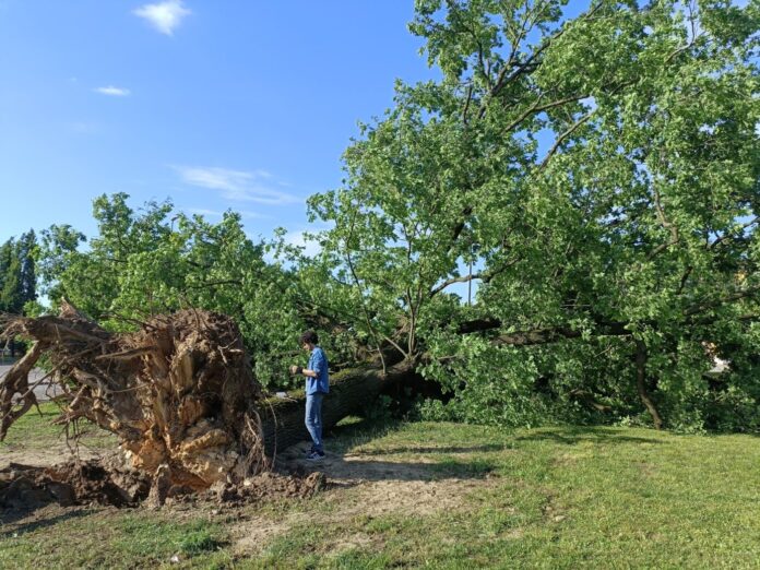 quercia schiantata san giorgio bigarello