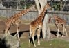 Banca del Fucino, la musica del Teatro dell’Opera di Roma al Bioparco