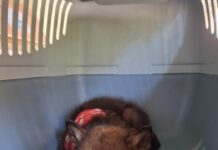 Cucciolata di lupi travolta durante la mietitura: salvato un solo esemplare