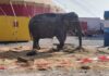 L’elefantessa Bambi costretta a esibirsi anche sotto sequestro: la Lav chiede al ministro Giuli di intervenire