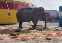 L’elefantessa Bambi costretta a esibirsi anche sotto sequestro: la Lav chiede al ministro Giuli di intervenire