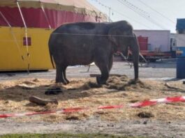 L’elefantessa Bambi costretta a esibirsi anche sotto sequestro: la Lav chiede al ministro Giuli di intervenire