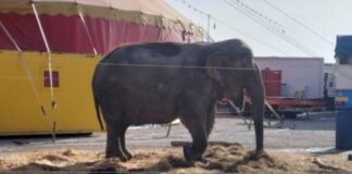 L’elefantessa Bambi costretta a esibirsi anche sotto sequestro: la Lav chiede al ministro Giuli di intervenire