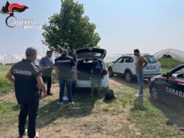 Giro di vite sul caporalato nel Mantovano: maxi sanzioni e due aziende agricole sospese a Viadana e Roverbella