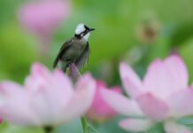 Cina, stretta sulla caccia illegale agli uccelli e i reati contro fauna selvatica