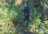Catanzaro, scoperte due piantagioni di Canapa Indiana lungo il fiume Corace