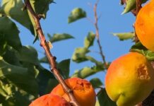 Maltempo. Flagello grandine su San Benedetto Po: danni alle colture, alberi abbattuti e black out elettrico