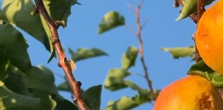 Maltempo. Flagello grandine su San Benedetto Po: danni alle colture, alberi abbattuti e black out elettrico
