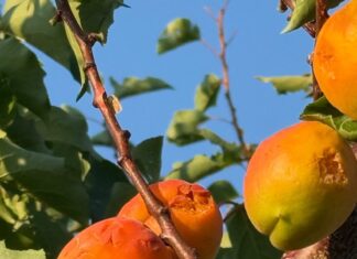 Maltempo. Flagello grandine su San Benedetto Po: danni alle colture, alberi abbattuti e black out elettrico