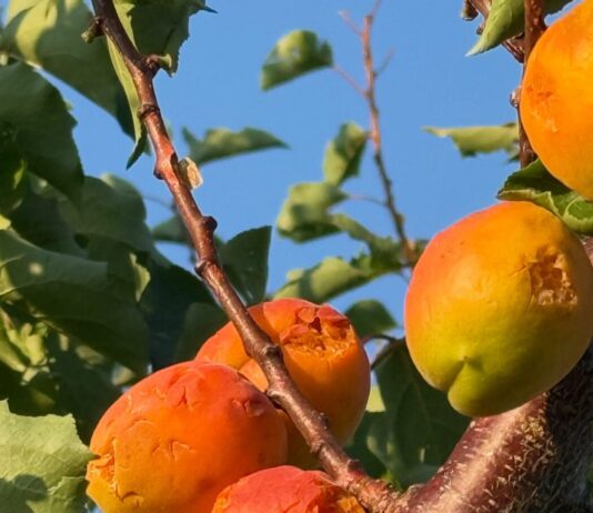 Maltempo. Flagello grandine su San Benedetto Po: danni alle colture, alberi abbattuti e black out elettrico