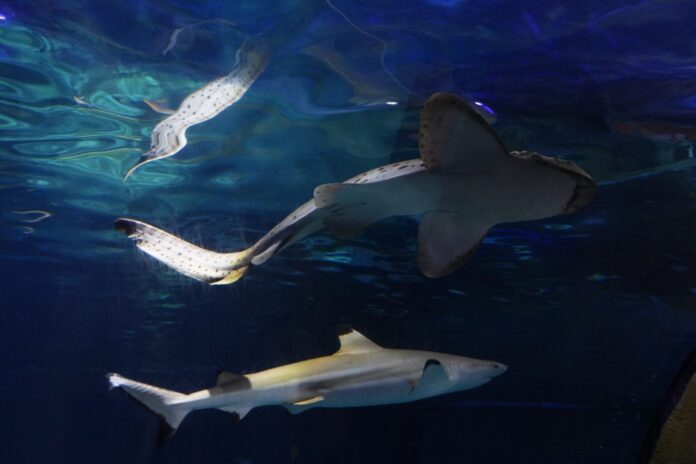Gardaland SEA LIFE Aquarium_ shark week DSC07582