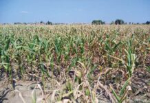 Siccità e caldo, allarme nelle campagne mantovane: a rischio i secondi raccolti