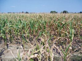 Siccità e caldo, allarme nelle campagne mantovane: a rischio i secondi raccolti