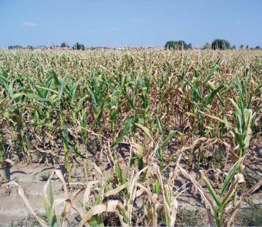 Siccità e caldo, allarme nelle campagne mantovane: a rischio i secondi raccolti