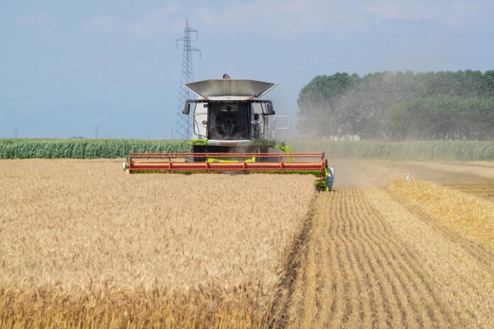 Trebbiatura di un campo di grano nel Mantovano