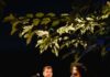 Crossroads, partenza sold out per la rassegna di musica live a Cavriana