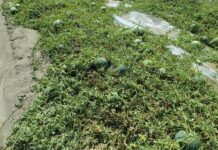 Maltempo, agricoltura mantovana in ginocchio: quarto disastro in una settimana. Danni stimati per decine di milioni