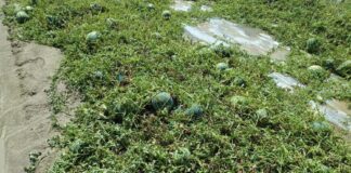 Maltempo, agricoltura mantovana in ginocchio: quarto disastro in una settimana. Danni stimati per decine di milioni