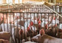 Suinicoltura: aziende colpite da effetti della Psa e aumento dei costi