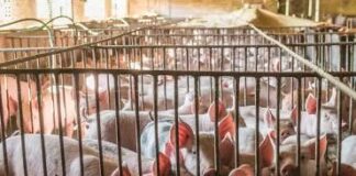 Suinicoltura: aziende colpite da effetti della Psa e aumento dei costi