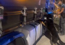 Sequestrati 85 kg di droga al porto di Civitavecchia, arrestato autista bulgaro