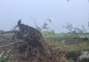 Maltempo nel Mantovano: temporali e vento forte sferzano la Bassa. Tetti divelti, alberi caduti e blackout diffusi