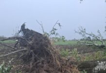 Maltempo nel Mantovano: temporali e vento forte sferzano la Bassa. Tetti divelti, alberi caduti e blackout diffusi