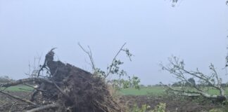 Maltempo nel Mantovano: temporali e vento forte sferzano la Bassa. Tetti divelti, alberi caduti e blackout diffusi