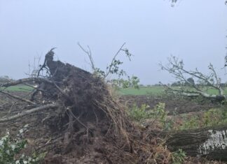 Maltempo nel Mantovano: temporali e vento forte sferzano la Bassa. Tetti divelti, alberi caduti e blackout diffusi