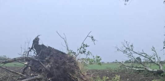 Maltempo nel Mantovano: temporali e vento forte sferzano la Bassa. Tetti divelti, alberi caduti e blackout diffusi
