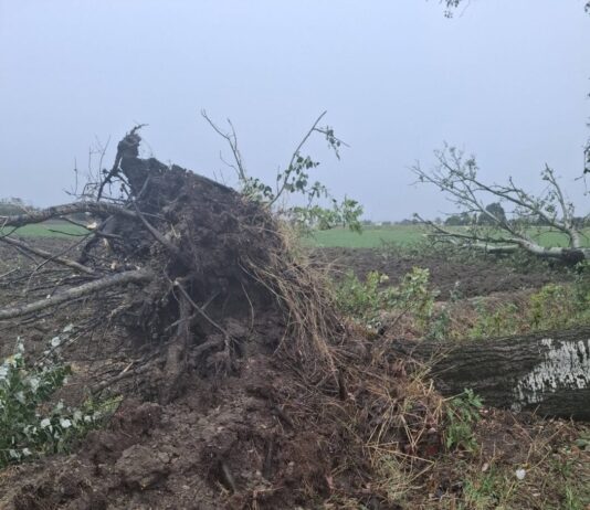 Maltempo nel Mantovano: temporali e vento forte sferzano la Bassa. Tetti divelti, alberi caduti e blackout diffusi