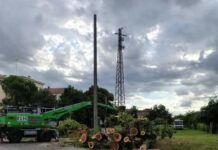 Motoseghe sugli alberi: il “silenzio assordante” degli ecologisti
