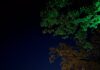 Calici di stelle nella notte di Volta Mantovana