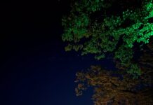 Calici di stelle nella notte di Volta Mantovana