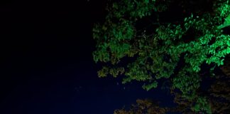 Calici di stelle nella notte di Volta Mantovana