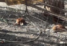 I danni dei selvatici: volpe fa strage di galline in un’azienda agricola di Villimpenta