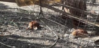 I danni dei selvatici: volpe fa strage di galline in un’azienda agricola di Villimpenta