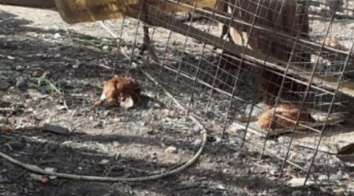 Due galline che hanno avuto la peggio con la volpe_4084668