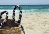 Truffe in spiaggia: vittime mantovane tra Wi-Fi trappola e carte svuotate