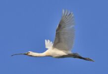 All’Oasi Falconiera a Pegognaga arriva un raro esemplare di spatola B72