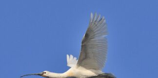 All’Oasi Falconiera a Pegognaga arriva un raro esemplare di spatola B72