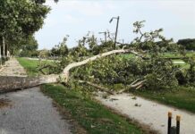 Fortunale su Mantova: decine di alberi abbattuti, città al lavoro per il ripristino
