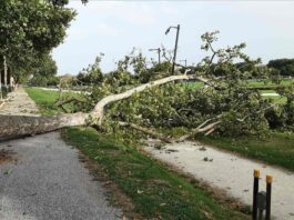 Fortunale su Mantova: decine di alberi abbattuti, città al lavoro per il ripristino