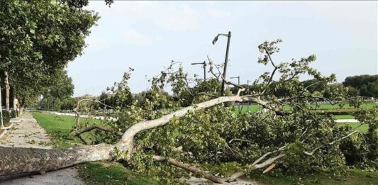 Fortunale su Mantova: decine di alberi abbattuti, città al lavoro per il ripristino