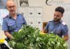 Incendia due veicoli e in casa nasconde una piantagione di marijuana: arrestato 44enne