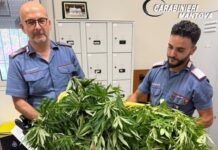 Incendia due veicoli e in casa nasconde una piantagione di marijuana: arrestato 44enne